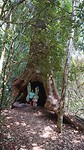 Eeuwenoude wensboom