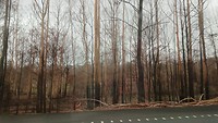 Verbrandde bossen langs de weg