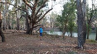 Parkje Murrumbidgee River
