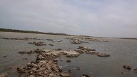 Meer met pelikanen