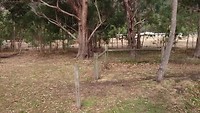 Huppeldepup