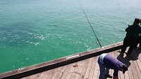 Australische zalm school, gevangen door zeehond en mens