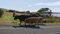 Koeien op de weg, het is net Sri Lanka