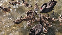 Hennie heeft wat brood over