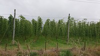Kiwi hop