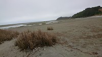 Puponga