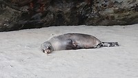 Zeehond op strand Wharariki