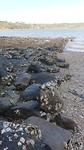 Strandje met oesters op de rotsen