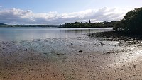 Mangroven aan de kust bij Aroha