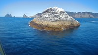 Bird Rock