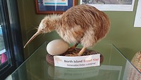 Kiwi vogel, helaas niet in het echt gezien