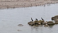 Uitstroomgebied Waiwhakaiho River in Tasmaanse zee