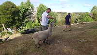 De schapen