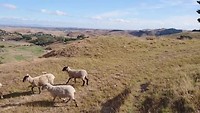 Schapen drijven