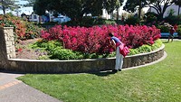 Marine Parade Napier