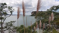 Uitzicht op  Cooks Beach
