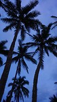 Palmbomen in de schemering