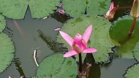 Waterlelie