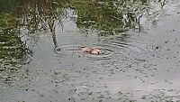 Waterkonijn
