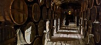 Cognac ligt te rijpen in de koude donkere kelder met schimmel op de wanden.