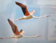 Flamingo's vliegen over