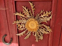 Cardabella of gouddistel op de deur