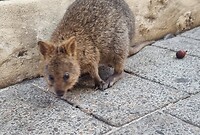 De quokka