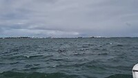 Dolfijnen zwemmen naar de boot toe