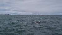 Dolfijnen vanaf de boot gezien