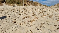 Vilten bolletjes op het strand
