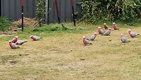 De tuin zit bij aankomst vol Gallah's