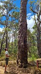 Hoge eucalyptusboom