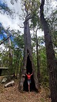 eucalyptus door brand aangetast