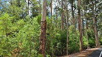 Rijtje Karri bomen