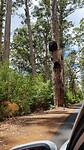 Karri boom