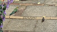 huis en tuin vogeltjes in Walpole