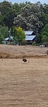 Struisvogel vanuit de auto
