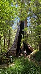 Karri bomen