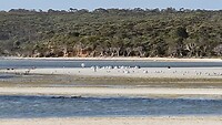 Pelikanen, strandlopers en meeuwen
