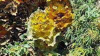 Koninklijke Hakea