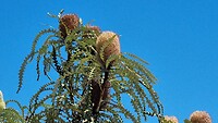 Grote Banksia in bloei bij Pink lake