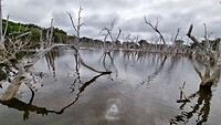 Fotogenieke dode bomen in Skeleton lake