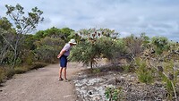 Grote Banksia in bloei