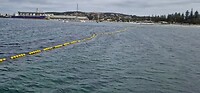 Haai vrij zwemmen in Esperance