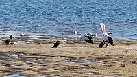 Pelikanen en aalscholvers Shelley Beach Park