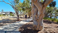 Wandeling langs oude dikke eucalyptusbomen