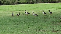Macpie goose ofterwijl gans