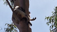 koala in  Yanchep Natural Park