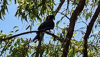 Short tailed black Kacketoo