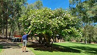 Engels aandoend Park Yanchep